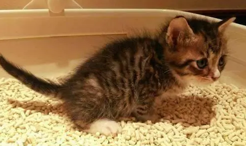 幼猫便秘怎么帮助排便?看看这篇文章 幼猫便秘怎么帮助排便?看看这篇文章