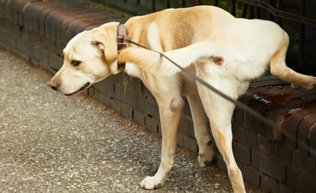 狗狗尿多是怎么回事?快来看看你家狗狗是哪一种原因 狗狗尿多是怎么回事?快来看看你家狗狗是哪一种原因