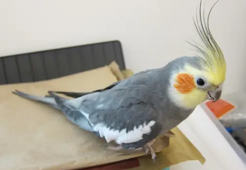 玄凤公原始灰变脸多久完成？来这了解一下