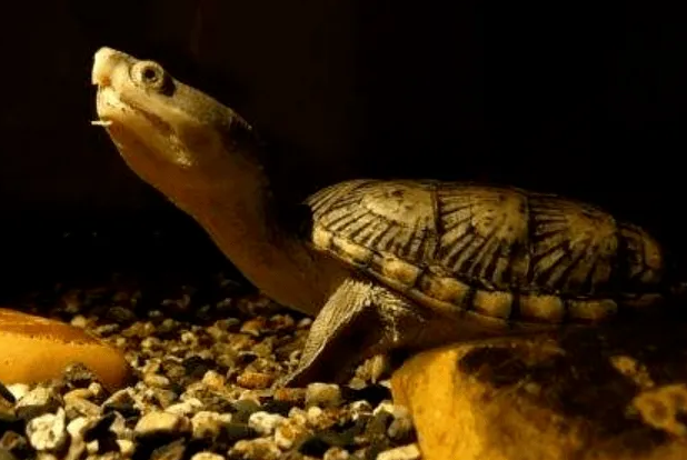 蛋龟难分雌雄？方法其实很简单！