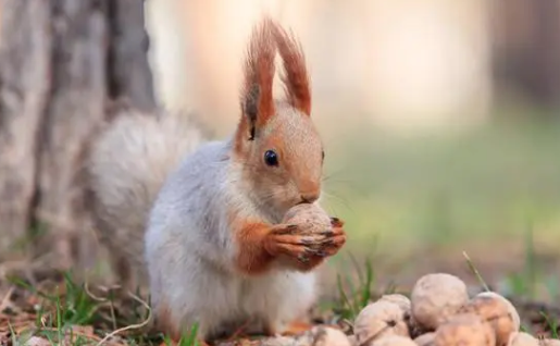 没睁眼的松鼠怎样养，如何喂奶？