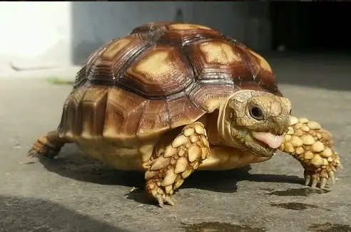 陆龟感冒流鼻涕怎么办？这里有解答！