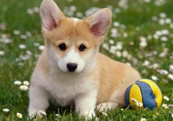 小狗不吃饭该怎么办？请查收！