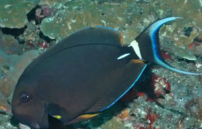 白唇吊的喂养经验分享，有这几点需格外注意！