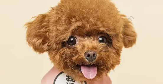 泰迪腿瘸了是什么导致的？一起来看看吧