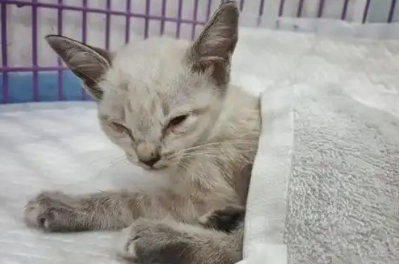 每日一问：猫冠状病毒应该怎么治疗？