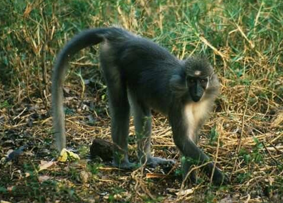 关于敏白眉猴的这些生活习性，你了解多少呢？