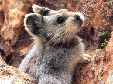 伊犁鼠兔吃什么？新手宠主可借鉴！