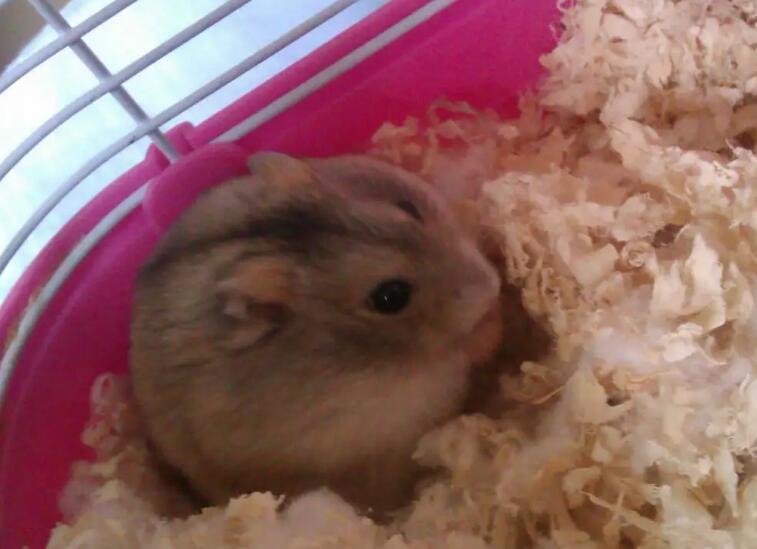 一线仓鼠咬人吗？主人一定要知道！