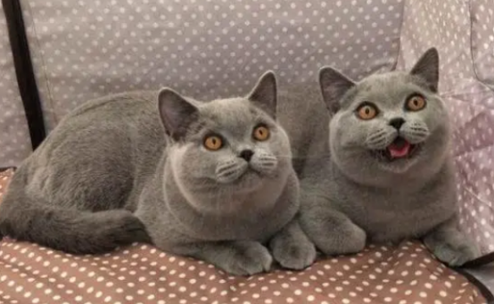 英短蓝猫会对主人忠诚吗？好奇就来看看吧