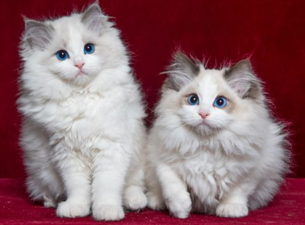 山猫布偶为什么便宜?不知道的进来看看! 山猫布偶为什么便宜?不知道的进来看看!