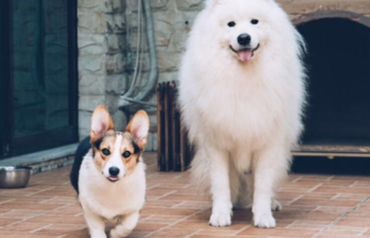 服务犬是什么犬，不明白的快来看看吧~