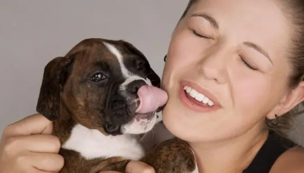 今日科普：狗狗喜欢舔人的原因