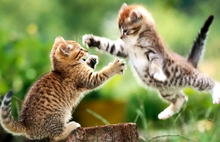 呼吸状况原来这么重要！猫咪一分钟呼吸多少次才正常？