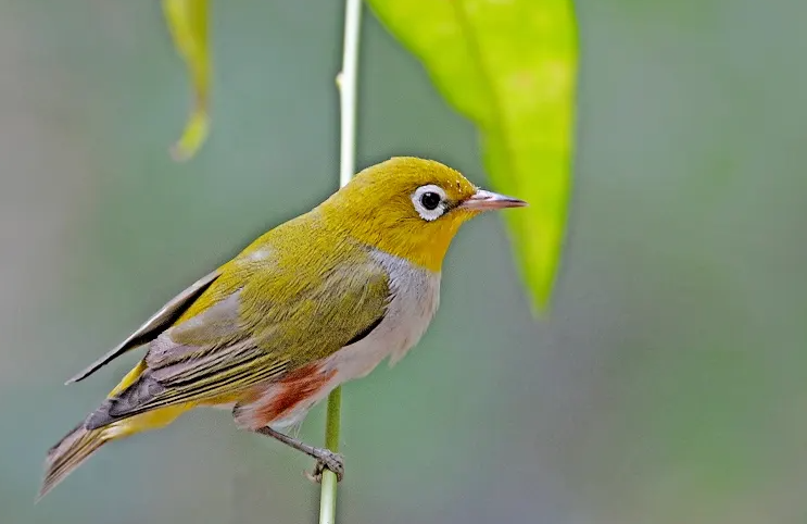 红胁绣眼鸟吃什么?鸟主人一定要get一下 红胁绣眼鸟吃什么?鸟主人一定要get一下