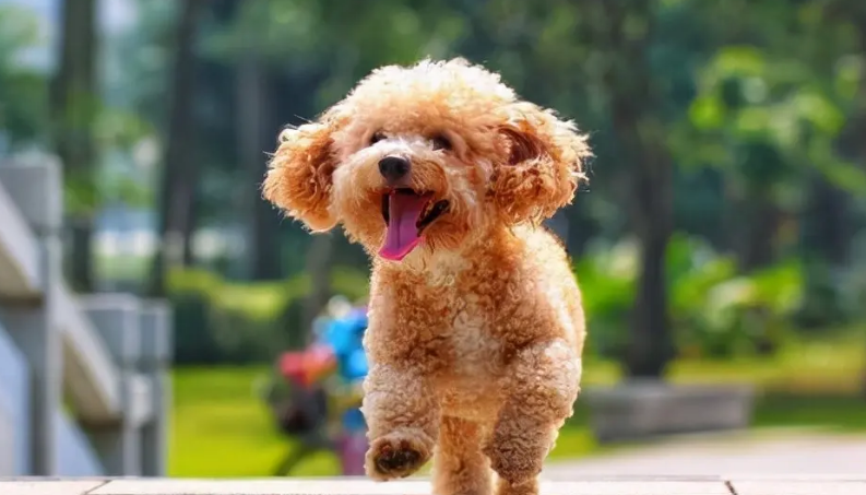 宠物泰迪狗好养吗？给你支个招