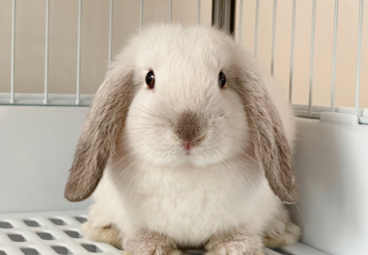 一起来看看，垂耳兔多久上一次厕所？
