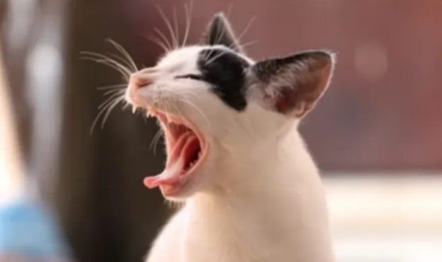 母猫一直叫个不停是怎么回事?一文详细盘点 母猫一直叫个不停是怎么回事?一文详细盘点