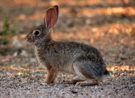 你们说，沙漠棉尾兔家养可以吗？