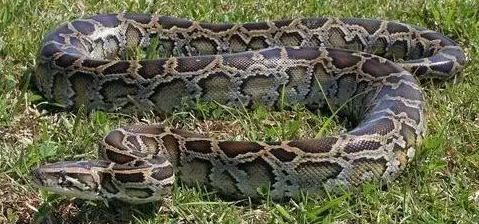 缅甸蟒最大有多少斤？说出来吓你一跳！