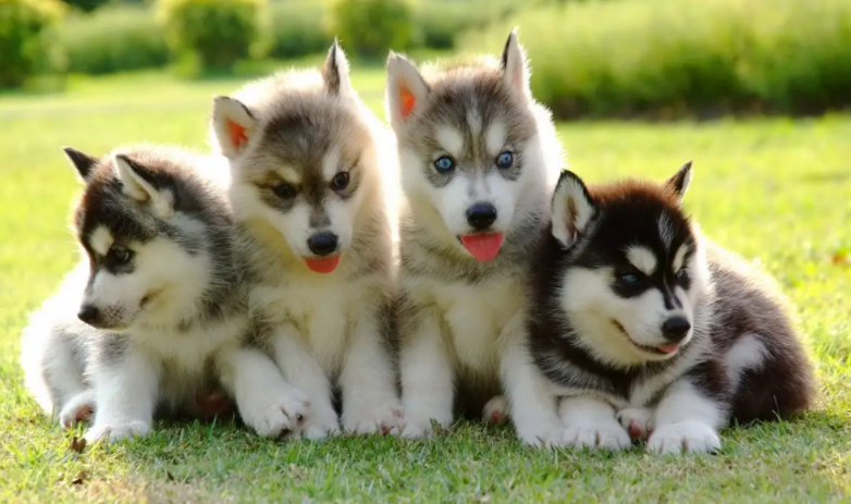 铲屎官带你了解:夏天狗狗吐白沫是怎么回事呢? 铲屎官带你了解:夏天狗狗吐白沫是怎么回事呢?