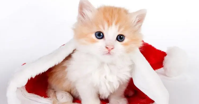 猫咪的安慰剂费洛蒙是什么?快来了解一下吧 猫咪的安慰剂费洛蒙是什么?快来了解一下吧