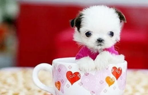 茶杯犬怎么形成的?答案或许有点残忍~ 茶杯犬怎么形成的?答案或许有点残忍~
