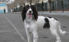 英国史宾格犬的美容及卫生怎么做？