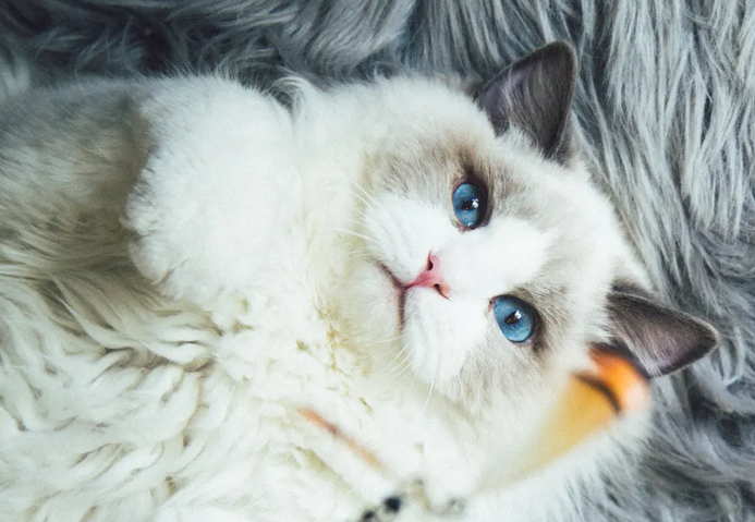 布偶猫怎么看公母？饲养须知哦~