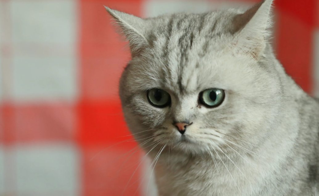 银渐层各位都知道吗？这是一个非常漂亮的猫咪，毛色是非常好看的，但是在成长过程中可能不会太稳定，所以有很多人都好奇，银渐层几个月毛色才稳定下来呢？看看这篇文章就知道了！