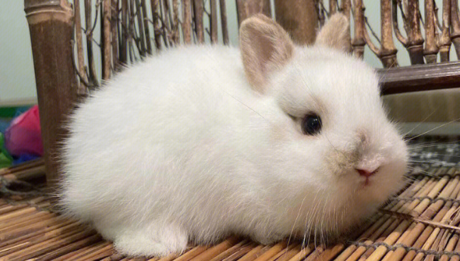 垂耳兔和侏儒兔哪个寿命长？来了解下吧