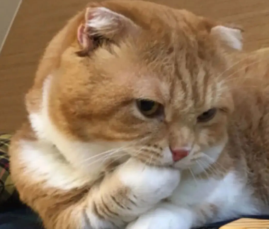 为什么感觉猫咪身体在响？感兴趣就快来瞧瞧！