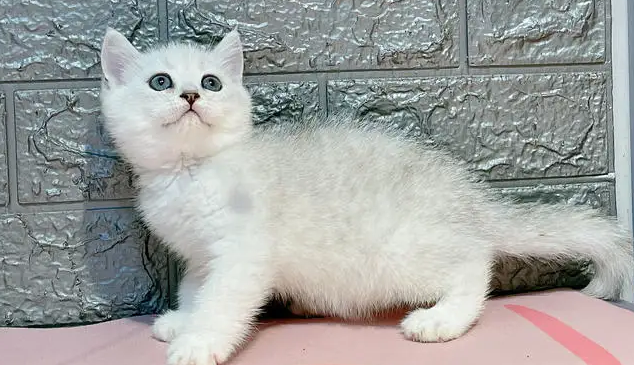 银渐层英短好坏辨别的方法，快来掌握！