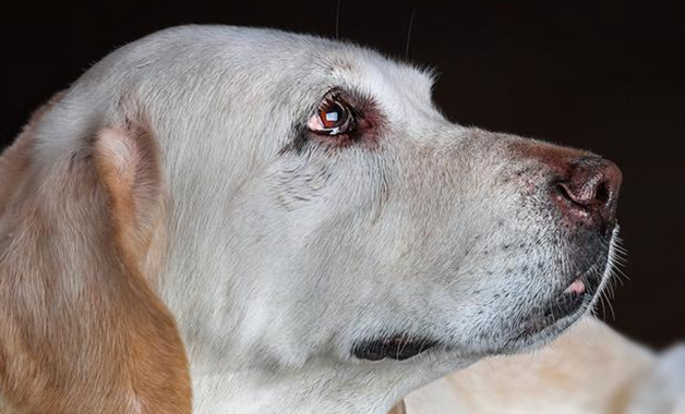 拉布拉多耳朵立起来了怎么办？原来是这样！涨知识了~