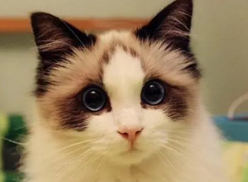 养布偶猫后悔了该怎么办,来看看吧~ 养布偶猫后悔了该怎么办,来看看吧~