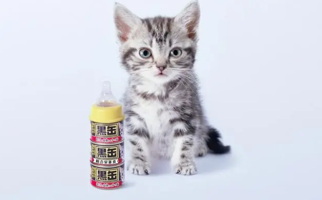 爱喜雅破解猫咪长寿的秘密 爱喜雅破解猫咪长寿的秘密