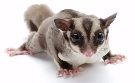 50天蜜袋鼯怎么养？不妨来这里了解一下~