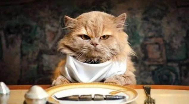 给猫咪吃什么粮好？干粮or湿粮？不用再纠结！