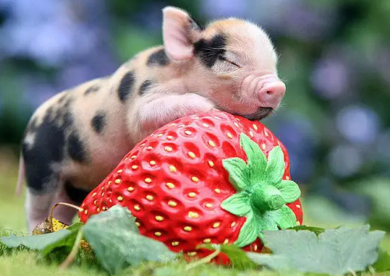 了解小香猪呕吐的原因,看看应该怎么办 了解小香猪呕吐的原因,看看应该怎么办