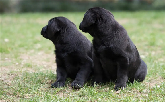 拉布拉多黑色幼犬怎么看纯不纯?看这几点就知道了~ 拉布拉多黑色幼犬怎么看纯不纯?看这几点就知道了~