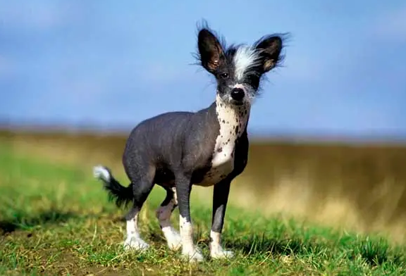 中国冠毛犬是最丑的狗品种，你知道吗？