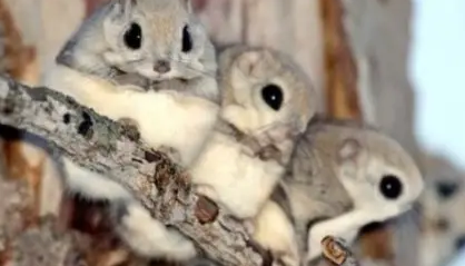 日本小鼯鼠生病了怎么办？一定要对症治疗