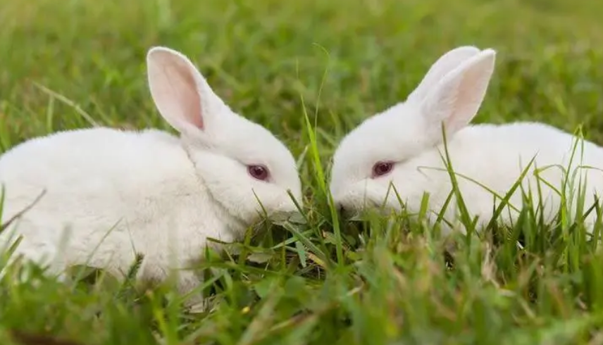 哈白兔价格，一起来了解一下！