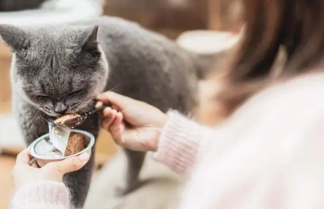 猫咪能吃太多零食吗？天天吃零食，会有这些危害