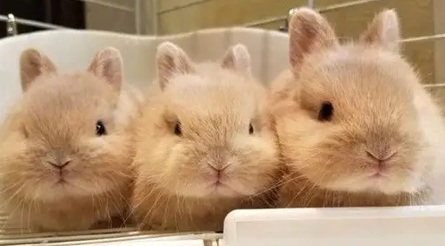 侏儒兔临死前征兆？宠主们要多注意