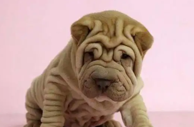 沙皮狗攻击性强不强？看完这篇就知道了！