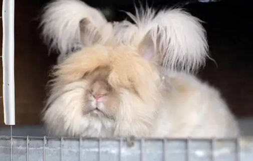 今日科普：英国安哥拉兔能长多大