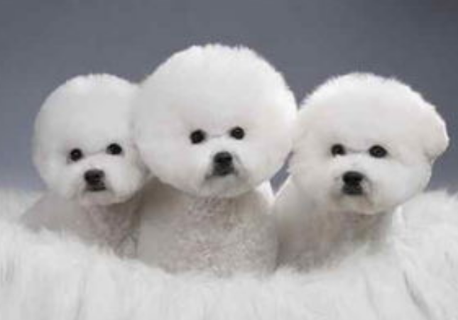 白色卷毛狗是什么品种的狗？不清楚的来这看看