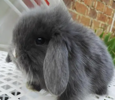 荷兰垂耳兔吃什么？想养的来看看吧