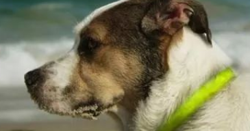 如何消灭狗狗身上的跳蚤？操作挺简单的！